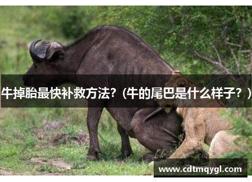 牛掉胎最快补救方法？(牛的尾巴是什么样子？)